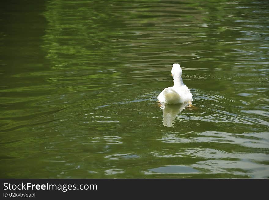 Back Of White Pekin Duck In A Pond Horizontal