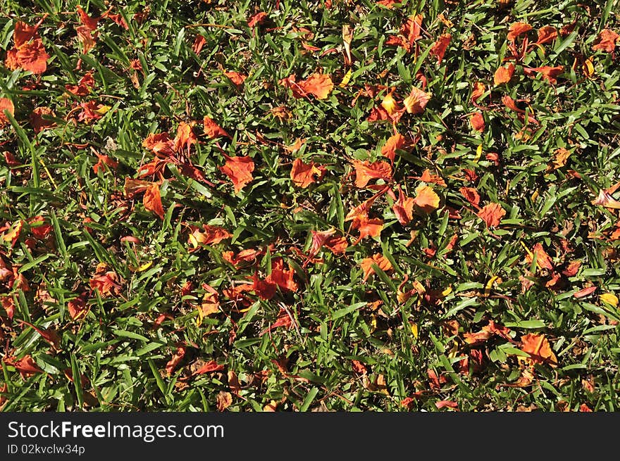 Grass and red leaf