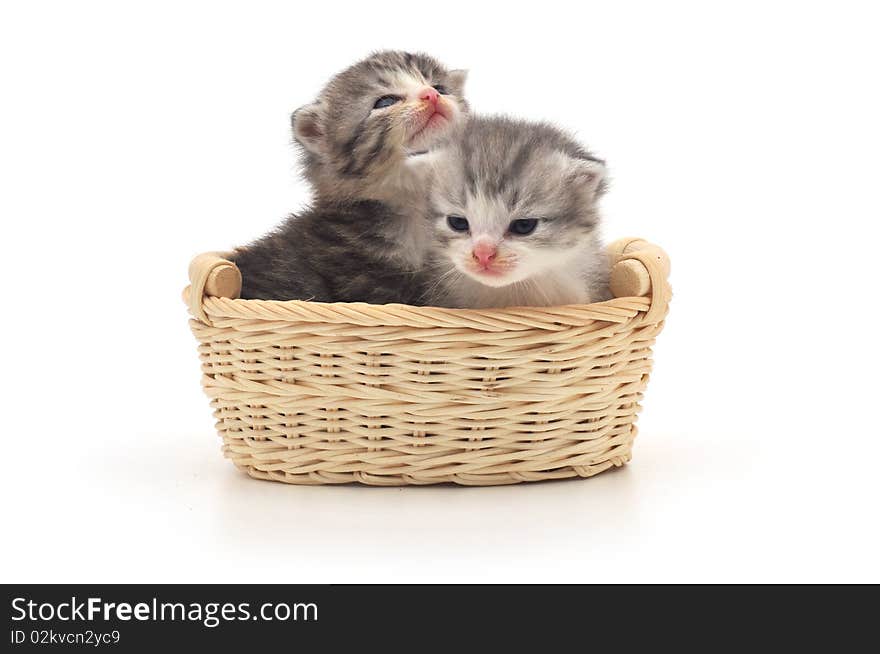 Isolated Kittens in Basket