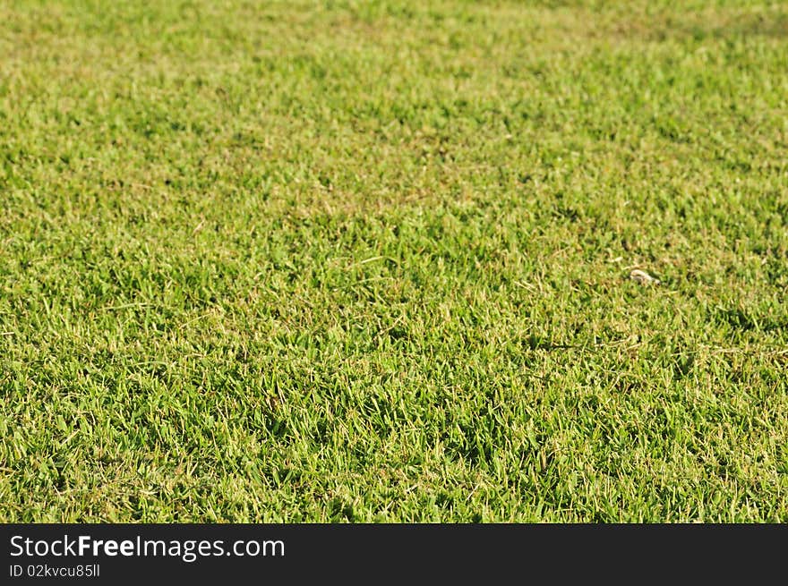 This is a part of a grass field in the early afternoon, Thailand. This is a part of a grass field in the early afternoon, Thailand.