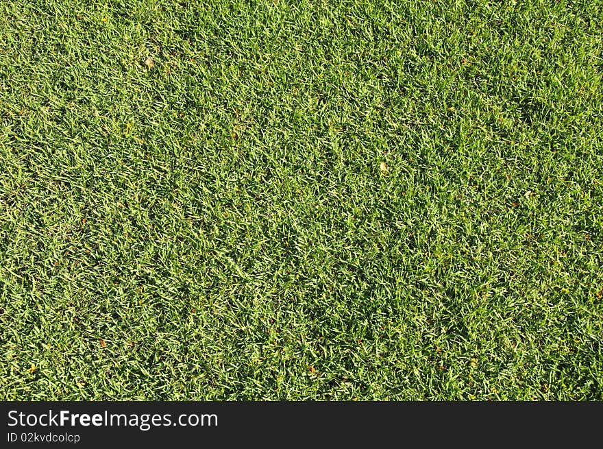 This is a part of a grass field in the early afternoon, Thailand. This is a part of a grass field in the early afternoon, Thailand.