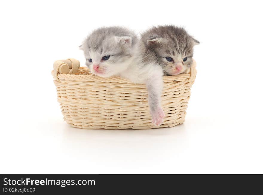 Isolated Kittens in Basket