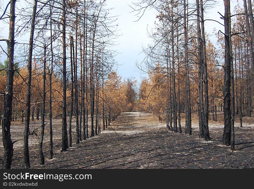 Dead forest.Near Chernobyl area.Kiev region,Ukraine