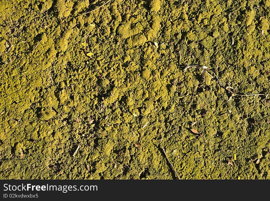 Soil is covered with green moss, Thailand. Soil is covered with green moss, Thailand.