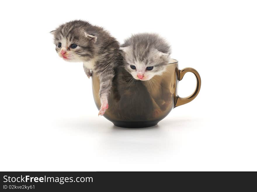 Kittens in cup