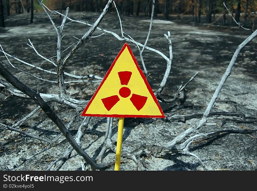 Dead forest.Near Chernobyl area.Kiev region,Ukraine