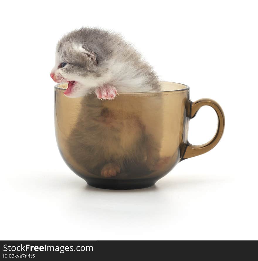 Kitten In Cup