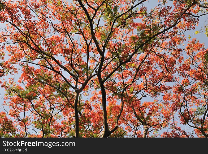 Tree With Red Leaf, Thailand.