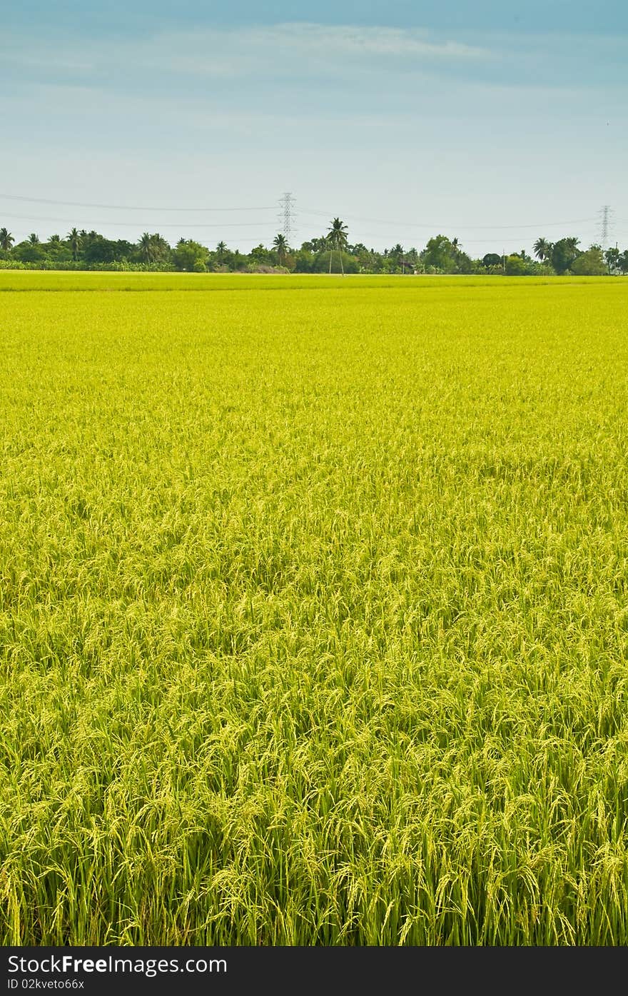 Rice field