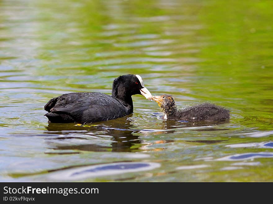 A Coot feeding her young chick on a pond