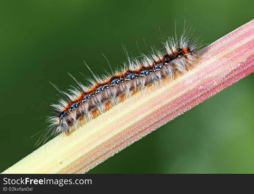 Black - Red Caterpillar