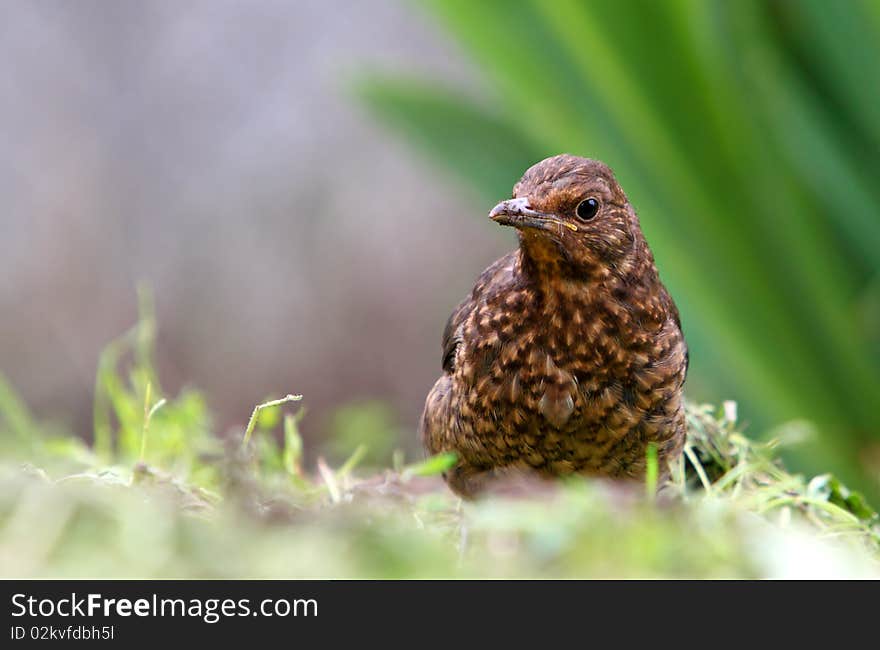 Eurasian Blackbird - female Turdus merula