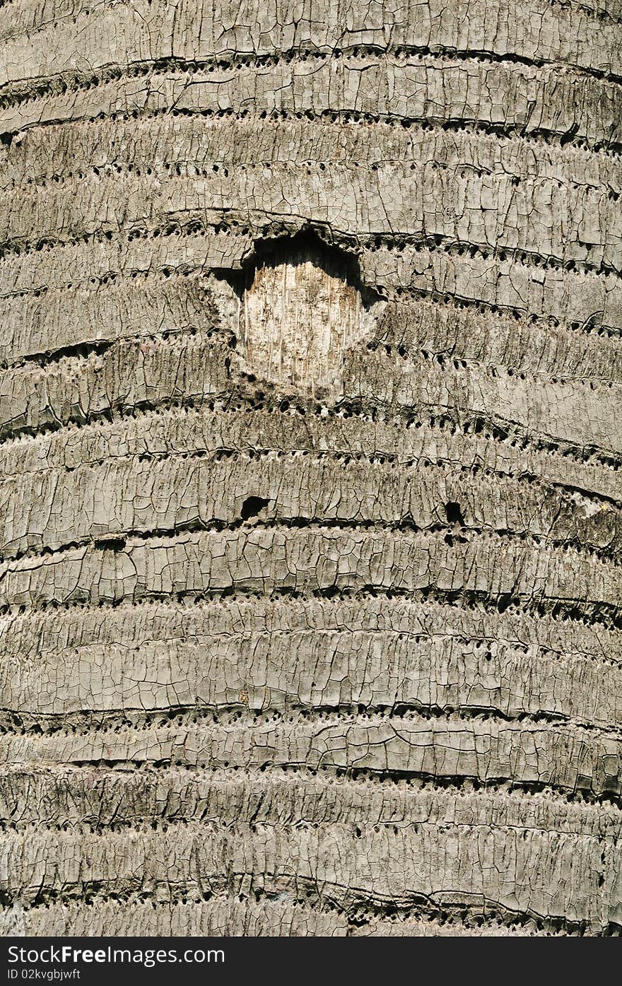 This is a texture of a tree bark in Sanam Chandra Palace, Thailand. This is a texture of a tree bark in Sanam Chandra Palace, Thailand.