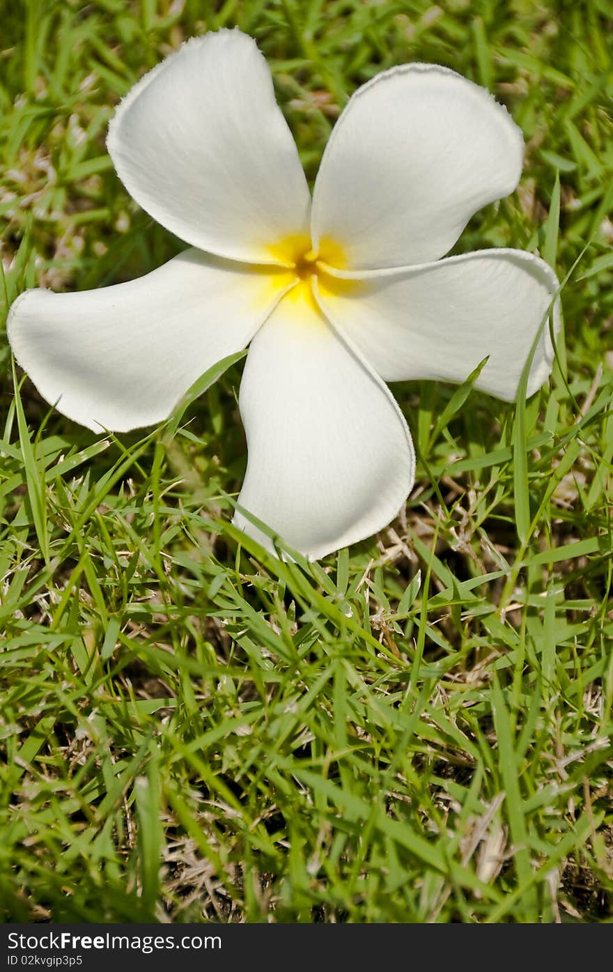 This is a white plumeria flower on grass in the afternoon. This is a white plumeria flower on grass in the afternoon.