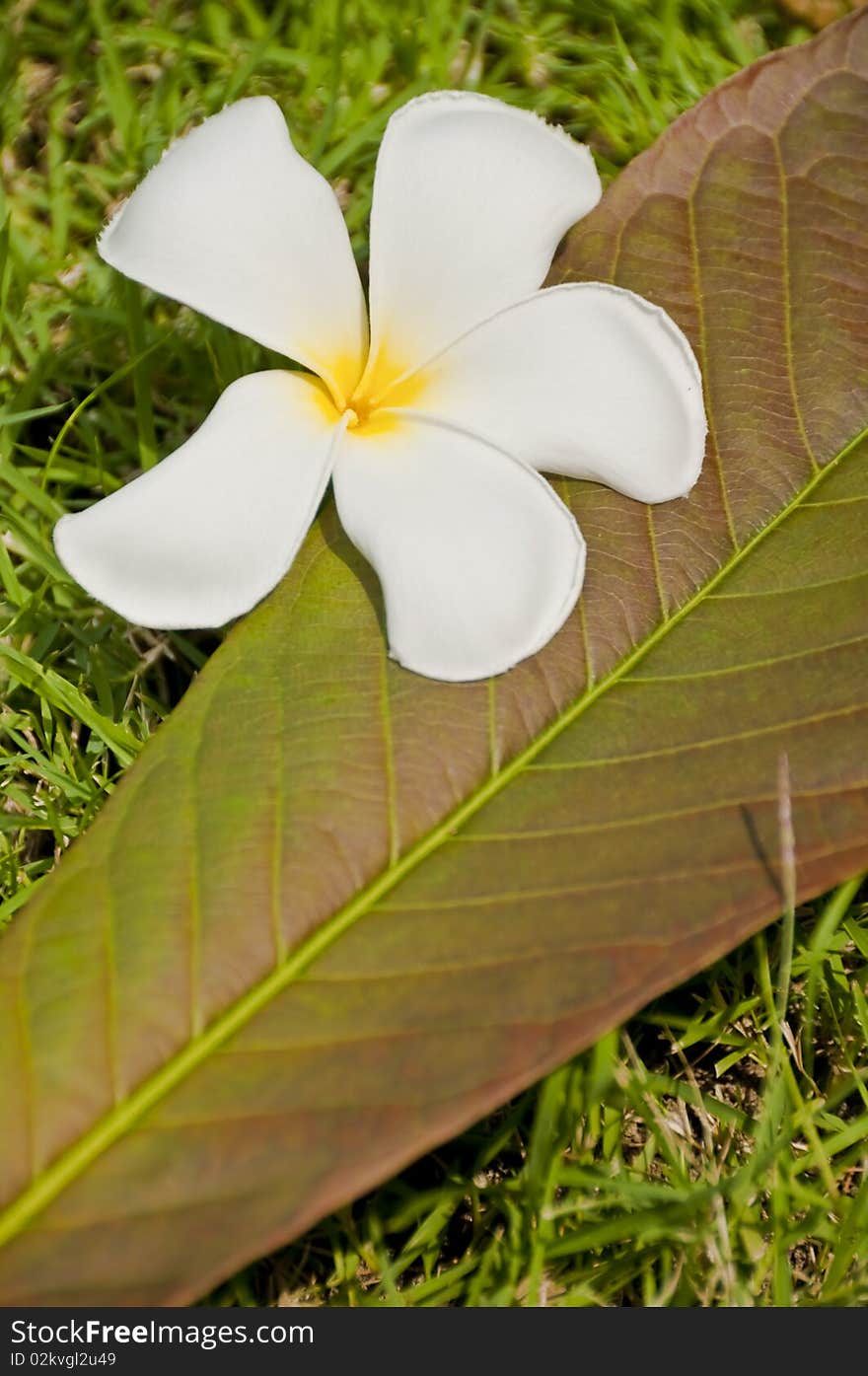 This is a white plumeria flower and plumeria leave. This is a white plumeria flower and plumeria leave.