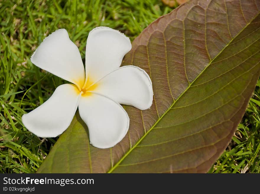 White Plumeria Flower On Grass