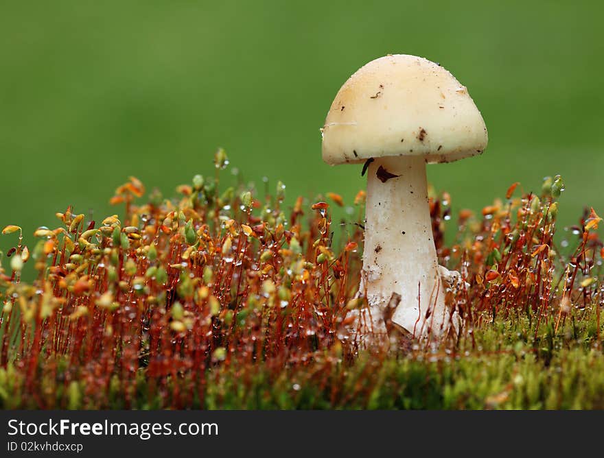 Mushroom - white toadstool in moss.
Europe