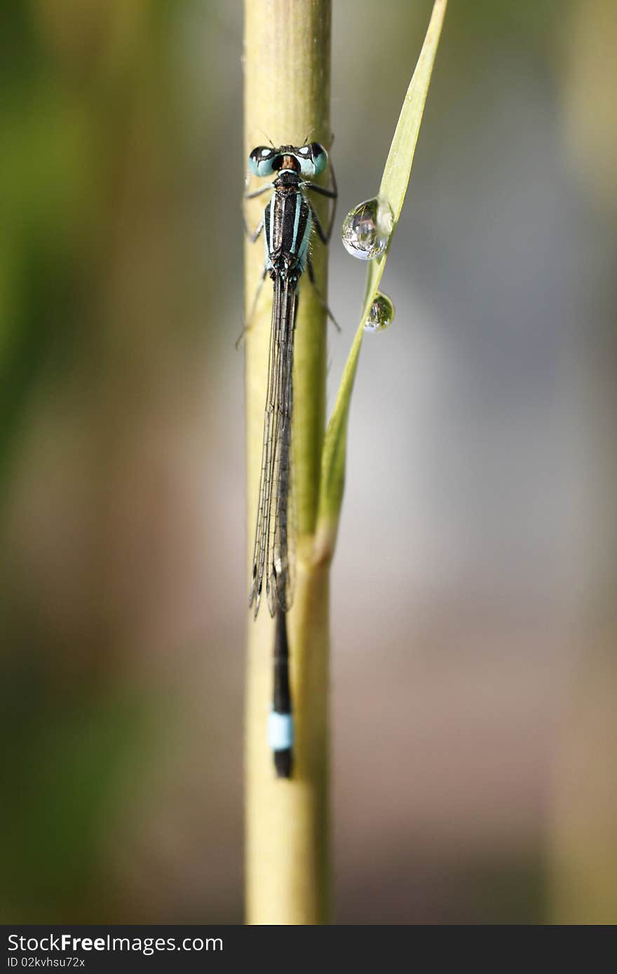 A damselfly (dragonfly) takes a break on a leaf in the wild after a particularly busy day of eating mosquitoes. A damselfly (dragonfly) takes a break on a leaf in the wild after a particularly busy day of eating mosquitoes.