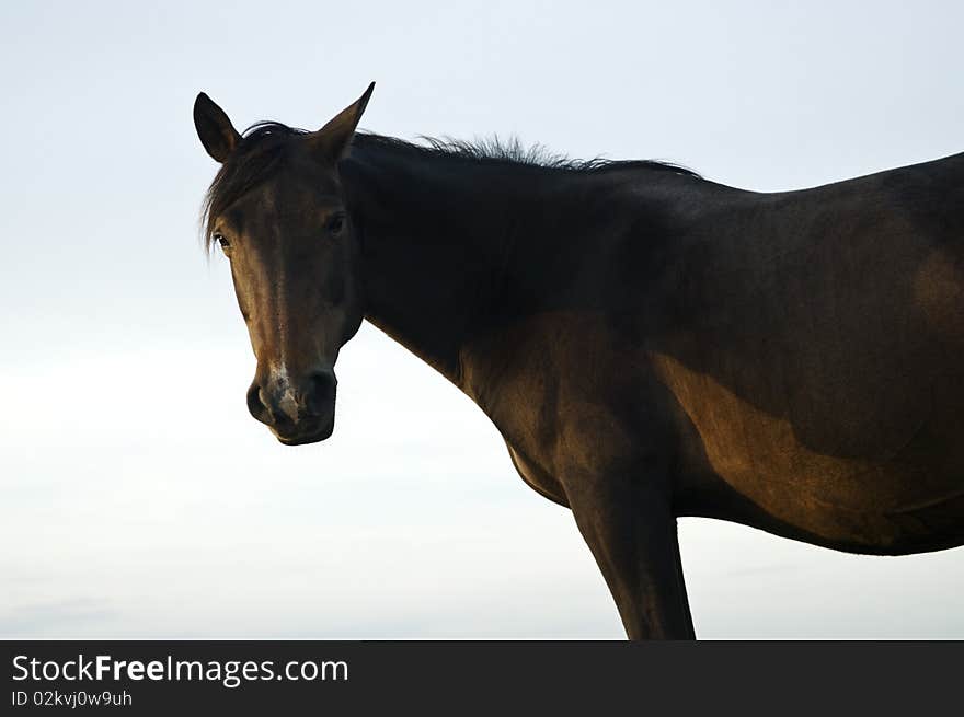 Beautiful brown mare horse