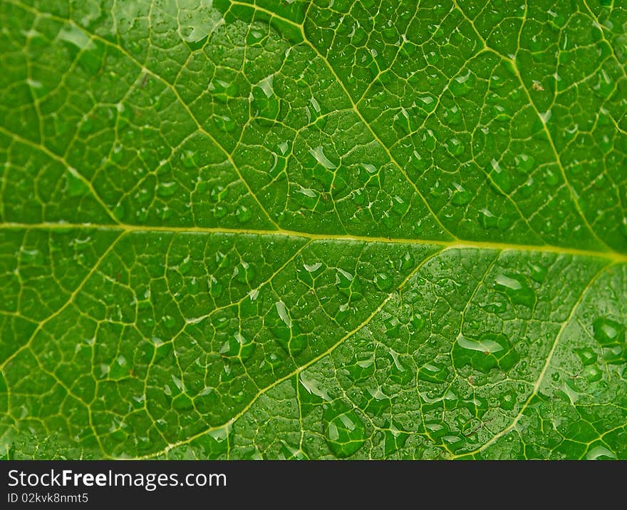 Image closeup of dew drops on a bright green leaf.