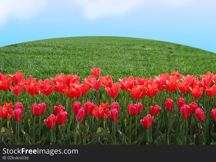 Tulips Field In Sunny Morning