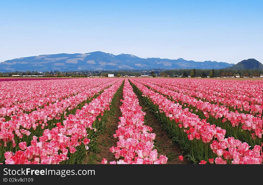 Tulips Field In Sunny Morning