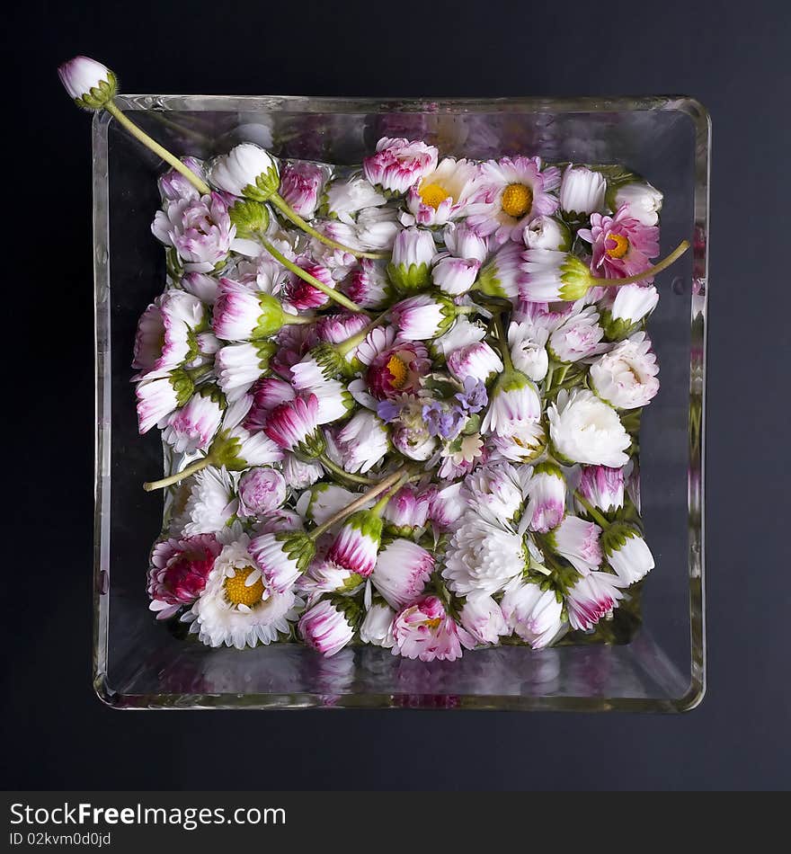 Spring flower daisy in a glass vase. Spring flower daisy in a glass vase