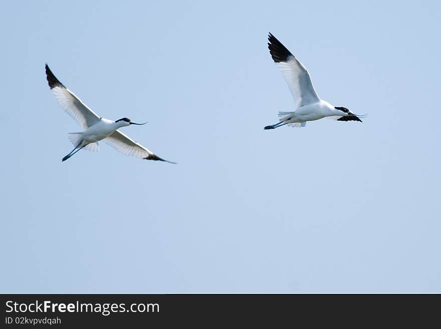 Pied Avocet Pair