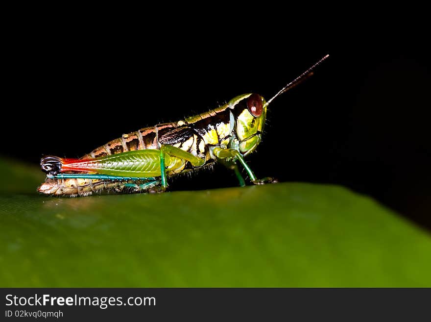 Grasshopper on leaf and dark background image