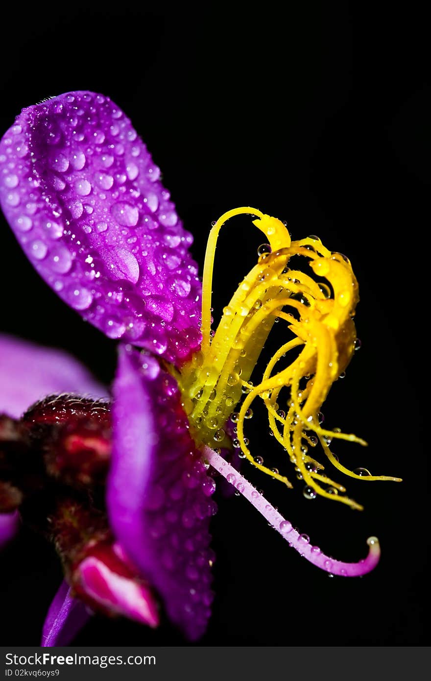 Flower in forest