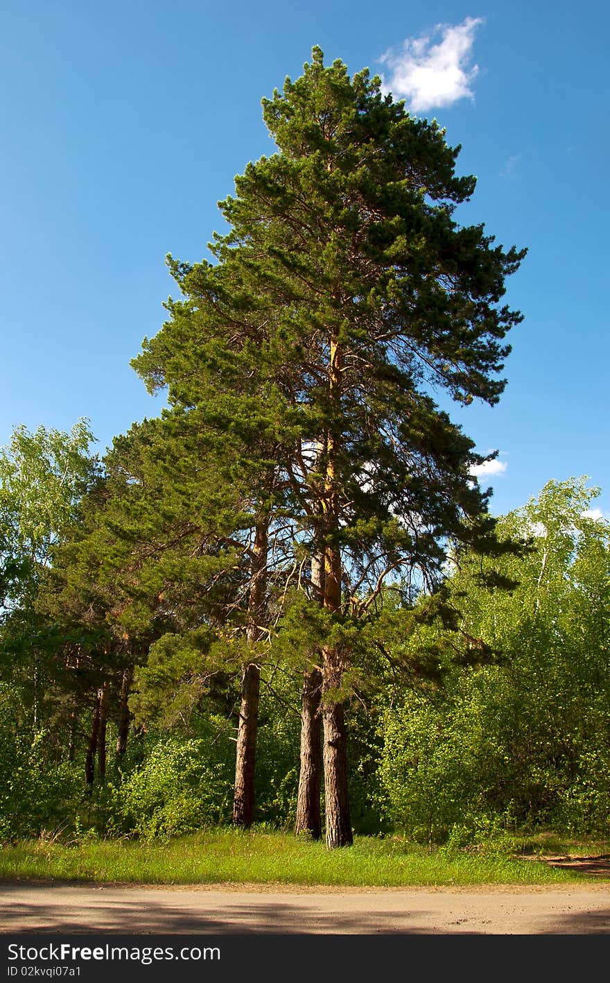 High Pines against dark blue and the sky with cloud