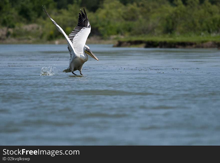 Dalmatian Pelican taking off from water