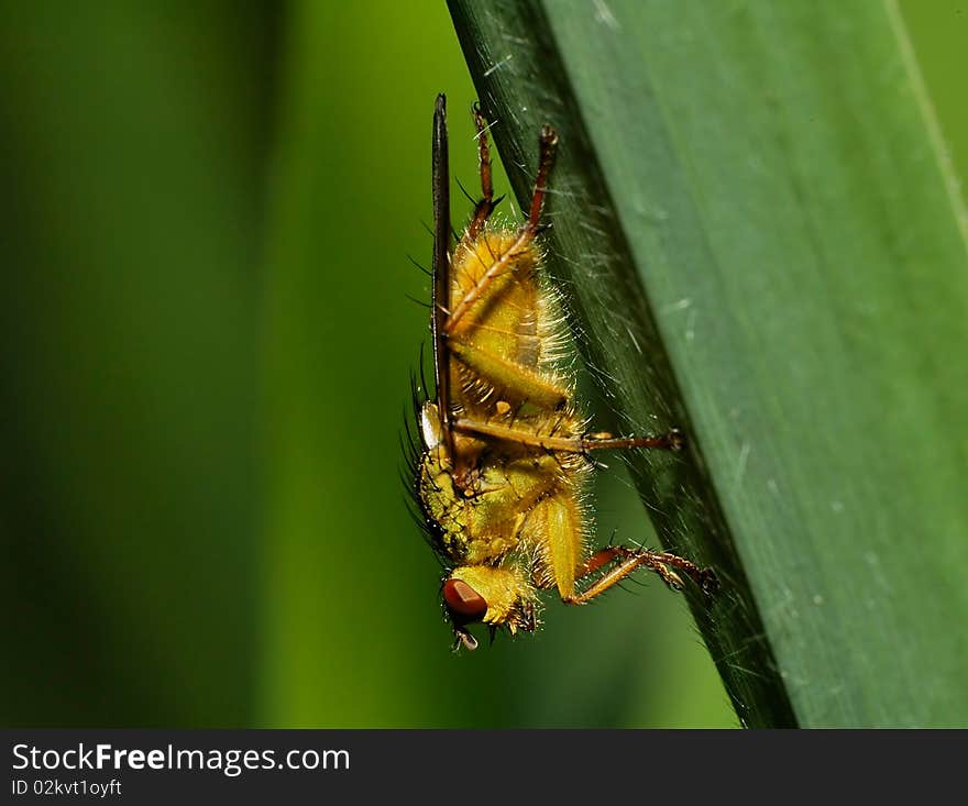 A macro of a small fly sitting on a leave