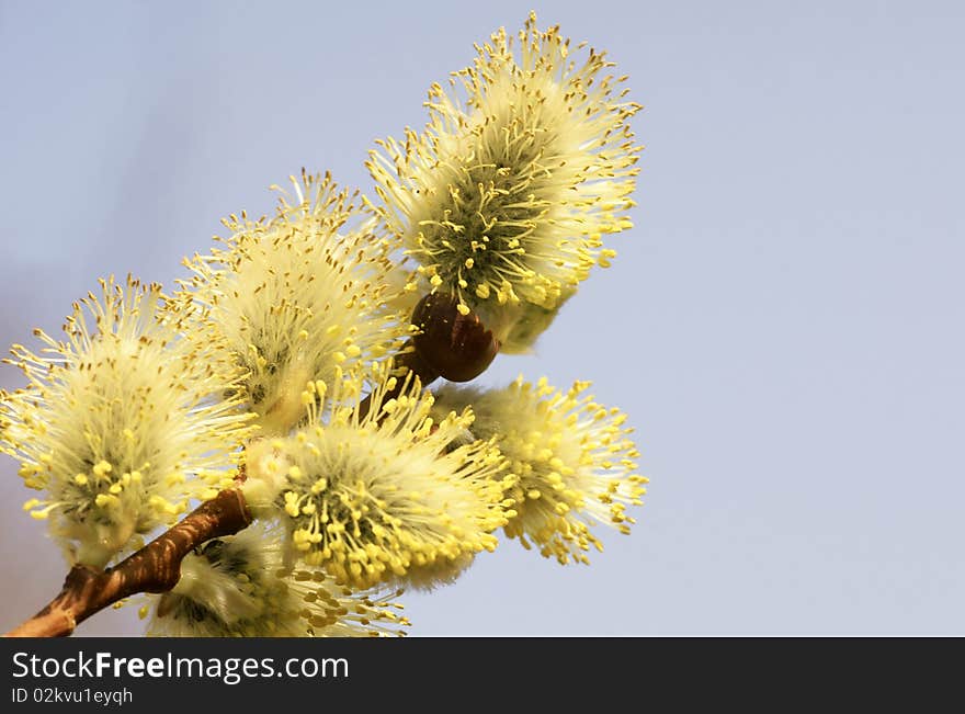 Blossoming Willow.