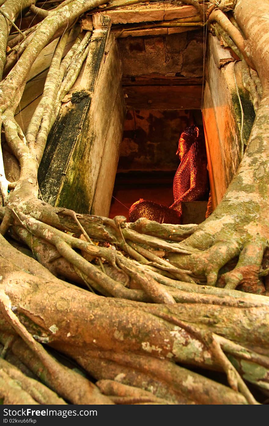 The bodh tree on the roof of Bangkoog Temple in Thailand. The bodh tree on the roof of Bangkoog Temple in Thailand.