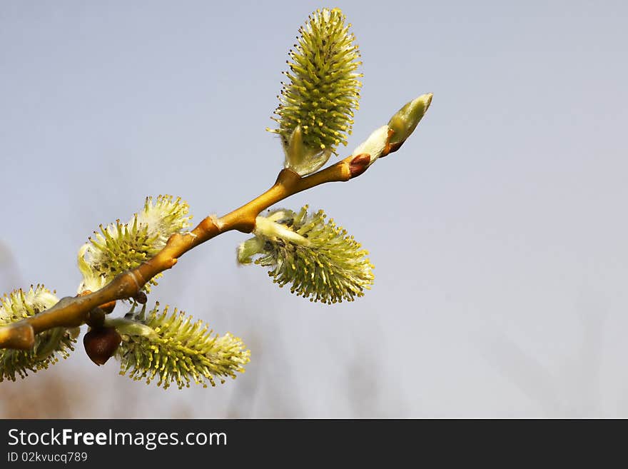 Blossoming Willow.