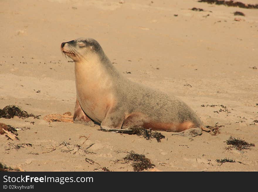 Picture of a seal on a beach