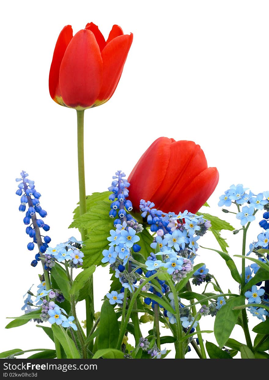 Red, blue and green May  flowers  of Myosotis and Tulips. Isolated on white. Red, blue and green May  flowers  of Myosotis and Tulips. Isolated on white.