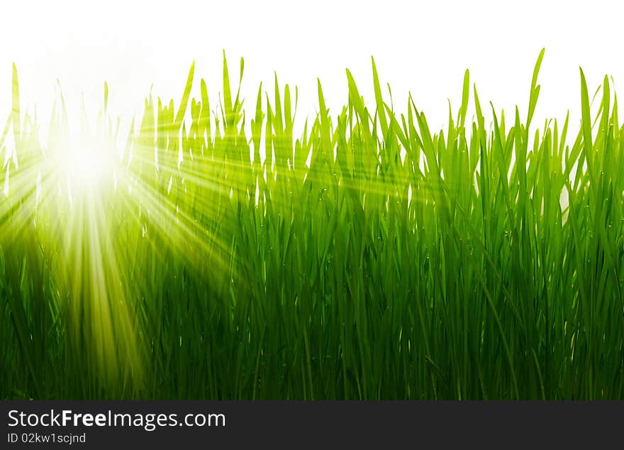 Green grass on white background