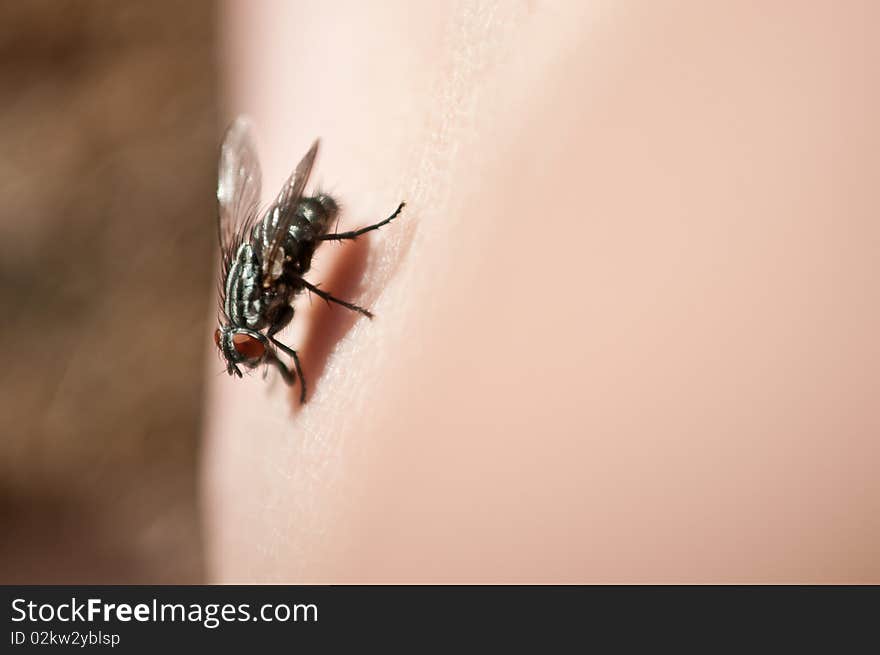 Macro photo of fly on human skin. Macro photo of fly on human skin