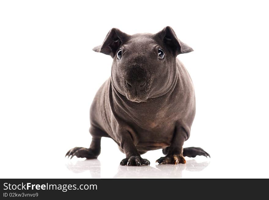 Skinny guinea pig on white background