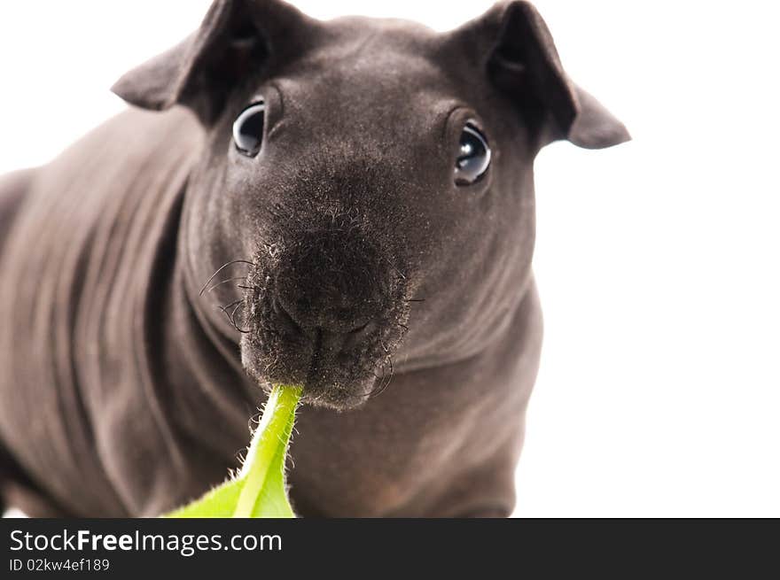 Skinny guinea pig on white background