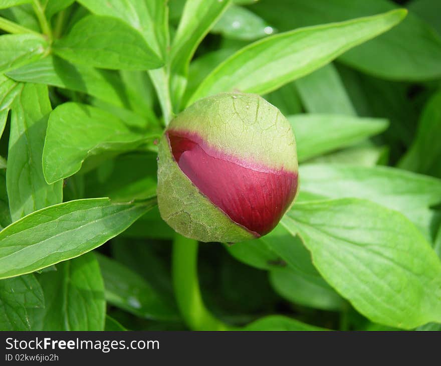 A large deep red bud about to burst open, surrounded by its greenery. A large deep red bud about to burst open, surrounded by its greenery