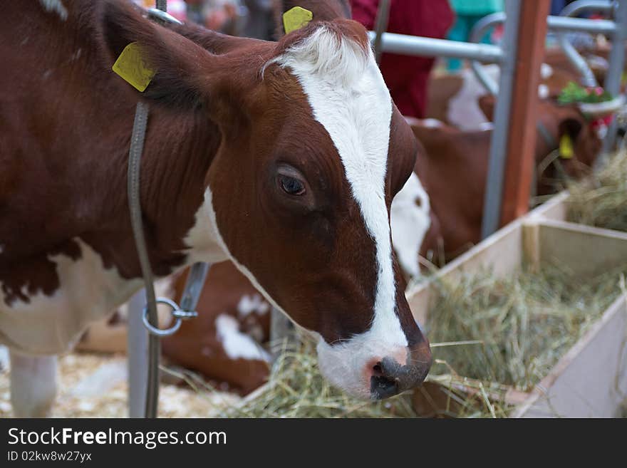 Brown-white neat on agricultural exhibition