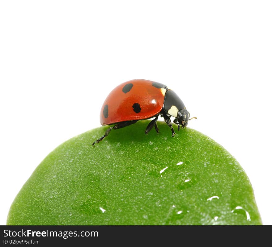 Ladybug sitting on a green leaf. Ladybug sitting on a green leaf