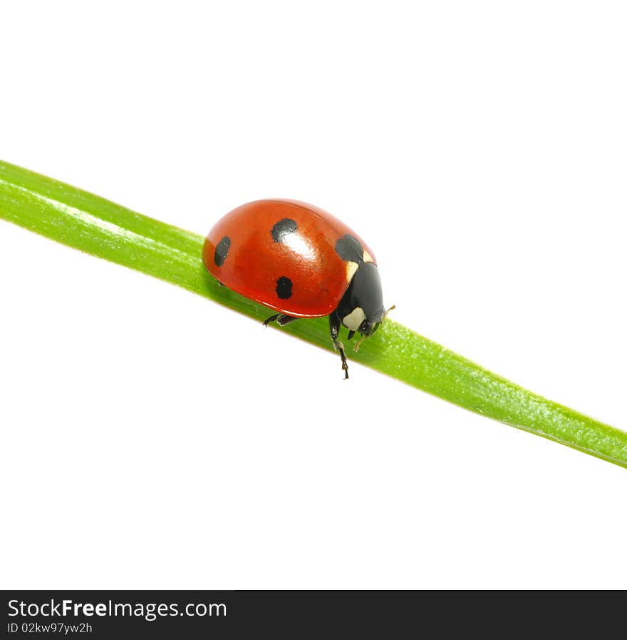 Ladybug sitting on a green leaf