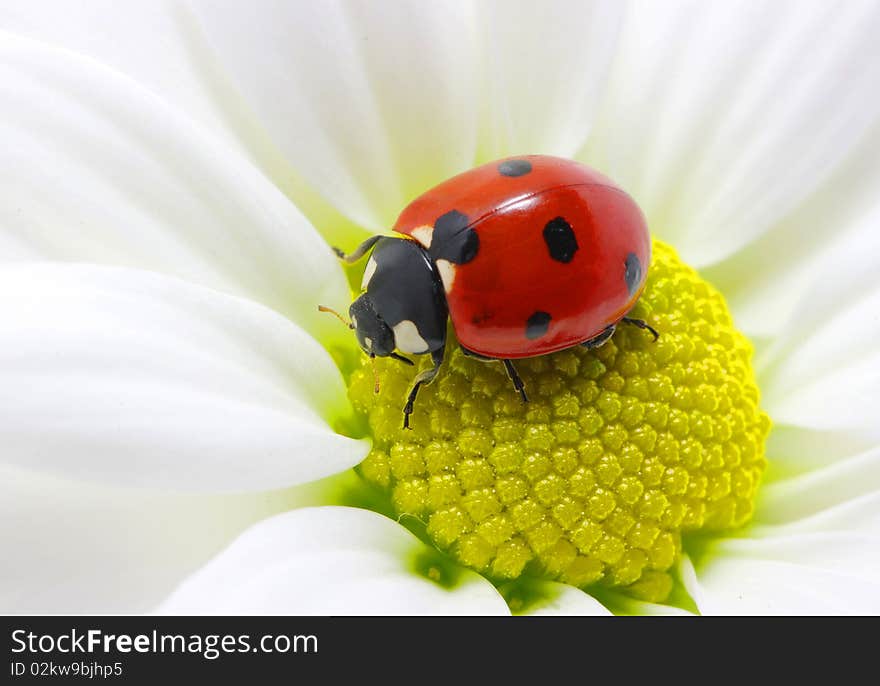 The ladybug sits on a flower petal. The ladybug sits on a flower petal