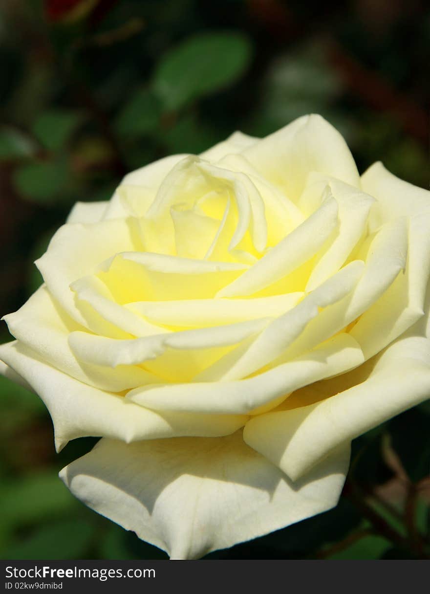 Close up image of beautiful yellow rose