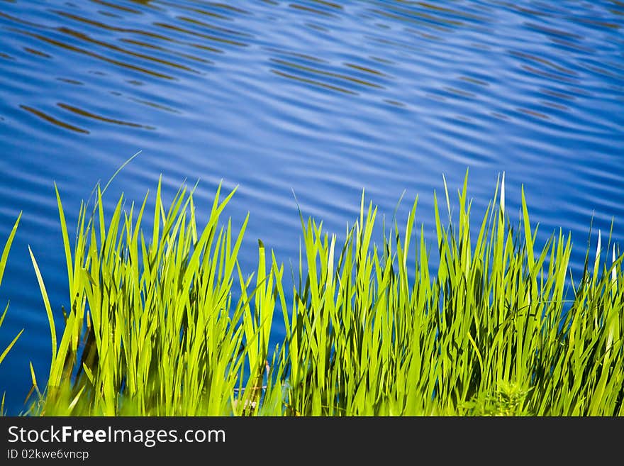 Green cane near the river