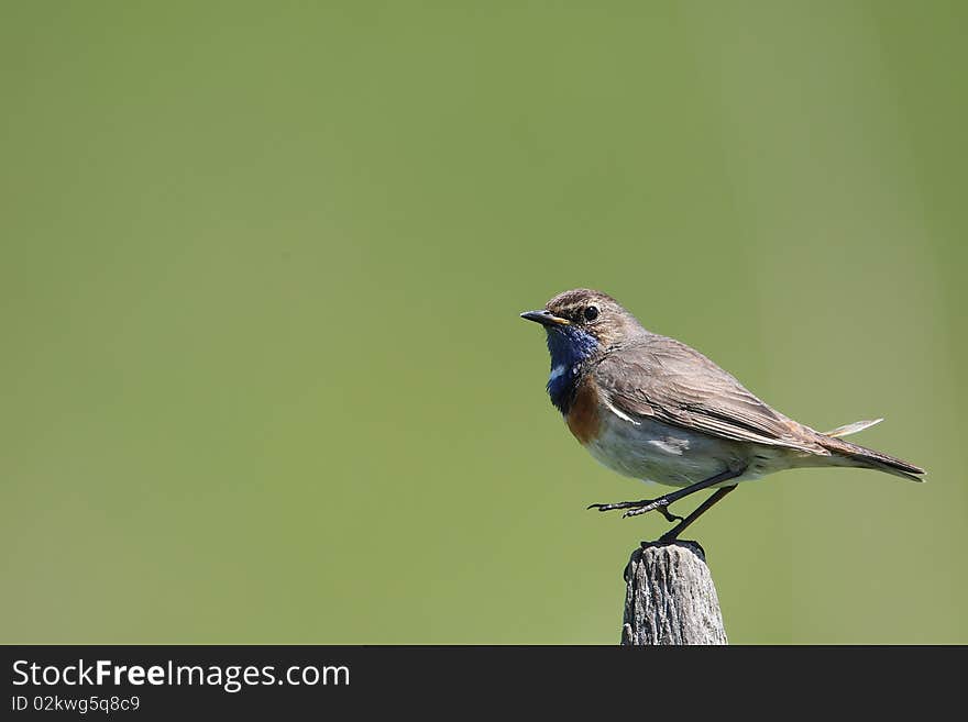 Bluethroat on a stake. It's not always easy to keep your balance in such a position.